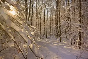 Frosted Prints: Frosty Winter Scene - winter landscape with the sun shining through the thick snow covered branches of trees in a