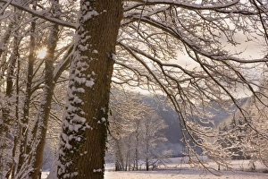 Images Dated 26th November 2010: Frosty Winter Scene - winter landscape with thick snow covered branches of trees at the edge of a forest