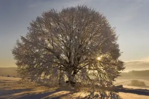 Christmas Prints: Frosty winter scenery - snow-covered landscape with the sun shining through the branches of a thickly frost covered