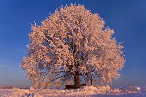 Frosted Prints: Frosty winter scenery - snow-covered landscape with a thickly frost covered tree
