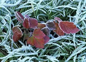 Frozen grass and leaves - colourful autumn leaves of blackberry and grass covered with frost