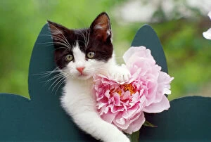 FRR-271 CAT - Cute kitten with pink flower