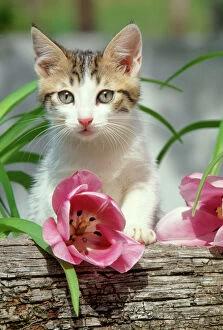FRR-280 CAT - Tabby-white kitten above pink tulip