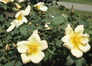 Images Dated 12th April 2007: Fruhlingsgold Rose