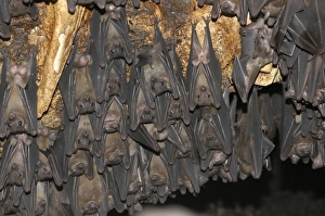 Fruit Bat colony - males hanging upside down living in rock shelter Fruit Bat colony - males hanging upside down living in rock shelter