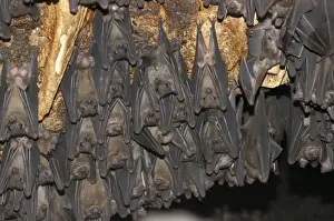 Fruit Bat colony - males hanging upside down living in rock shelter. Uganda, Africa