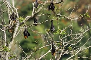 Images Dated 22nd July 2003: Fruit Bat - endangered & endemic to Mayotte. Mayotte Island Indian Ocean