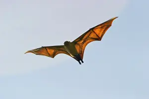 Fruit Bat - endangered & endemic to Mayotte. Mayotte Island Indian Ocean