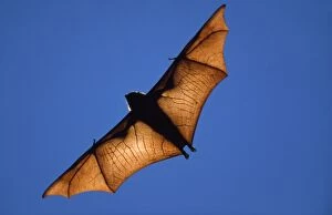 Fruit BAT - in flight