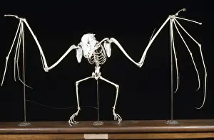 Displays Prints: Fruit Bat / Flying Fox Skeleton