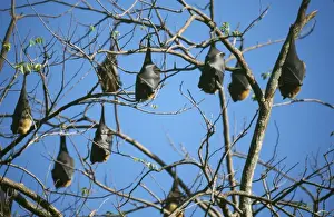 Sri Lanka Prints: Fruit Bat / Flying Fox Sri Lanka
