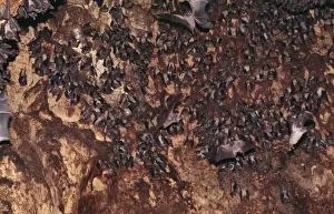 Roosting Prints: Fruit Bat - at roost, Natal, South Africa