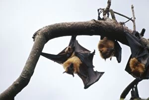 Images Dated 13th January 2011: Fruit Bats MI 1133 Aka Common Flying Fox, the largest Bat in the world - Hanging from tree