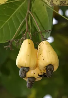Venezuela Prints: Fruit - Cashew Apple. Venezuela