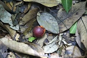 Images Dated 1st June 2010: Fruit eaten by Sumatran orangutans - North Sumatra - Indonesia
