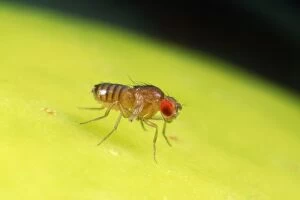 Images Dated 1st October 2012: Fruit Fly - Red eyes - vestigal wings 