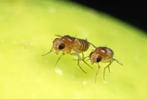 Fruit Fly Strains - brown eyes - vestigal wings