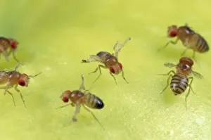 Flies Prints: Fruit Fly strains - red eyes - vestigial wings