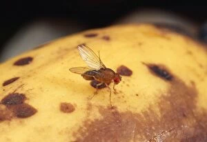 Images Dated 12th April 2005: Fruit Fly - wild type, cleaning wings