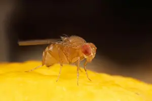 Fruits Prints: Fruit Fly - wild type - UK