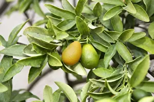 Fruit - Kumquat. France