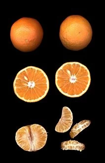 Images Dated 2nd November 2007: Fruit - Mandarin