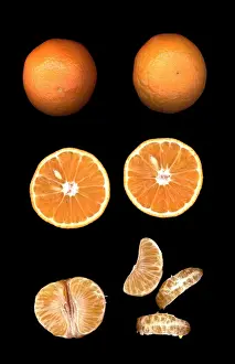 Mandarin Prints: Fruit - Mandarin
