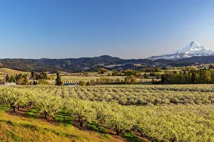 Full Prints: Fruit orchards in full bloom with Mount Hood in Hood River, Oregon, USA Date: 17-04-2021