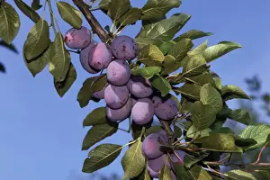 Plum Prints: Fruit - Plums on branch