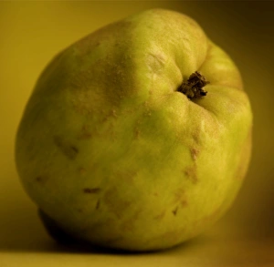 Images Dated 24th November 2006: Fruit - Quince