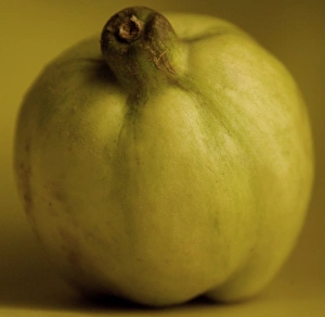 Images Dated 24th November 2006: Fruit - Quince