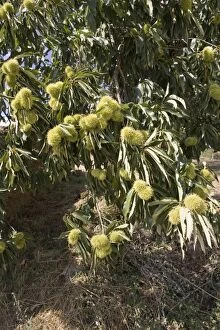 Images Dated 20th September 2006: Fruit of sweet chestnut tree Montesinho National Park, Tras-on-Montes Portugal