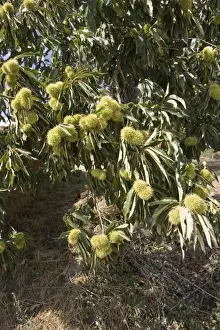 Sativa Prints: Fruit of sweet chestnut tree Montesinho National Park, Tras-on-Montes Portugal
