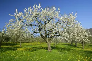 Orchards Prints: Fruit tree meadow with flowering cherry trees and dandelions in early spring Baden-Wuerttemberg