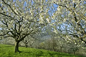 Cherries Prints: Fruit tree meadow flowering cherry trees in early spring Baden-Wuerttemberg, Germany