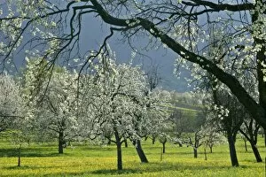 Fruit tree meadow - with flowering plum, pear and cherry trees and dandelions in early spring