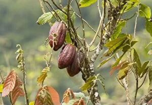 Fruits of Cocoa / Cacao Tree in plantation, Trinidad