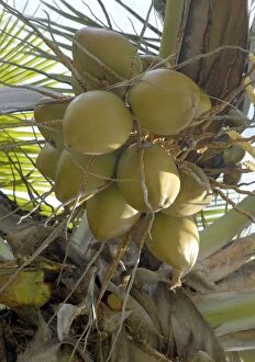 Images Dated 2nd August 2005: Fruits from the Coconut Palm. St. Lucia, Windward Islands. February