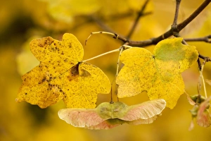 Images Dated 21st October 2006: Fruits of field maple in autumn