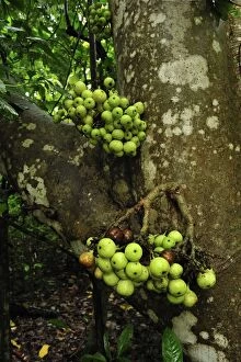 Fruits of fig tree