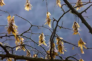 Fruits of hornbeam (Carpinus betulus) in winter, France