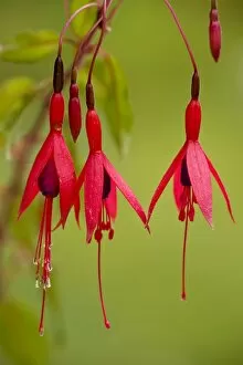 Flowers Gallery: Fuchsia - widely naturalised in western Britain, from Chile/Argentina