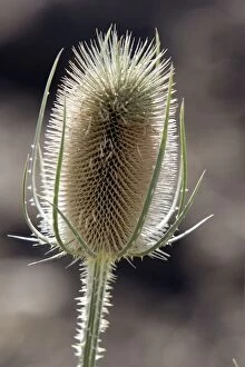 Images Dated 13th July 2006: Fuller's Teasel - close-up. France