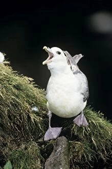 Images Dated 14th June 2005: Fulmar - adult bird calling