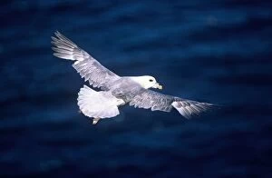 Images Dated 14th June 2005: Fulmar - adult bird in flight
