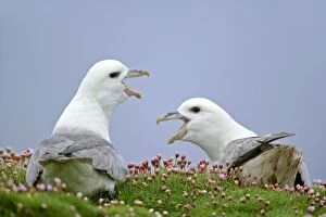 Fulmar - two adults defending their nests - in sea thrift