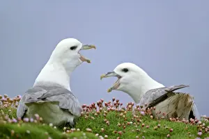 Fulmars Prints: Fulmar - two adults defending their nests - in sea thrift - Sumburgh Head RSPB Reserve