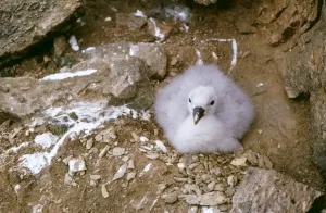 Faeces Prints: Fulmar BS 348 Young on cliff edge Fulmarus glacialis © B. L. Sage / ARDEA LONDON