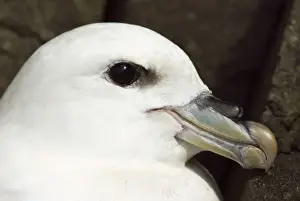 Fulmar - Close up of head - Treshnish Isles - Mull - Scotland
