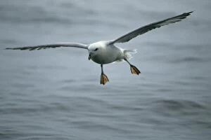 Fulmar - Coming in to land on sea